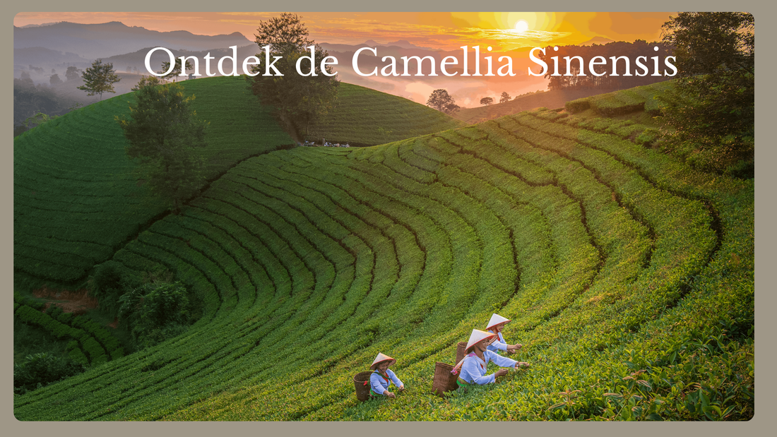 Ontdek de Camellia Sinensis en de Gezondheidsvoordelen van thee.